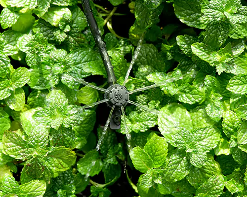 Pengairan mikro-penyiram: Mengantar era baharu pengairan penjimatan air yang cekap