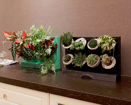 Pasu bunga yang berwarna-warni membuatkan tumbuhan saya berasa seperti sedang bercuti setiap hari