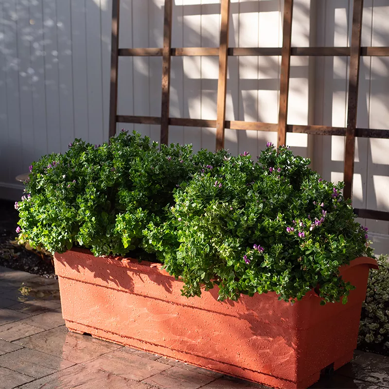 Planer penyiraman sendiri 30L