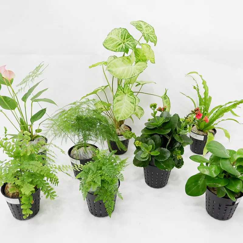 Penanam Dalaman Bahan PP 3 Inci